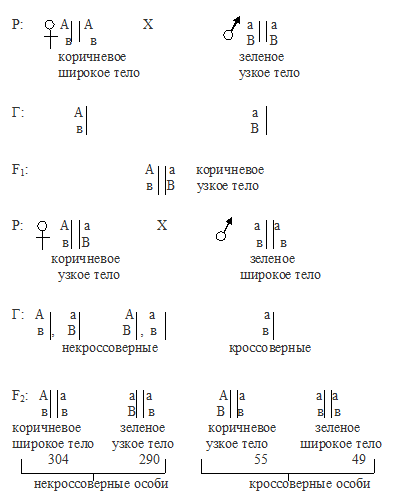 морганида