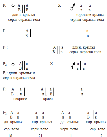 кроссинговер