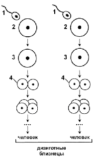 дизиготные (двуяйцевые) близнецы
