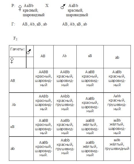 1 закон Менделя