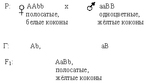 независимое наследование признаков при дигибридном скрещивании