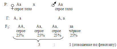 дигибридное скрещивание