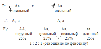 фенотипические группы