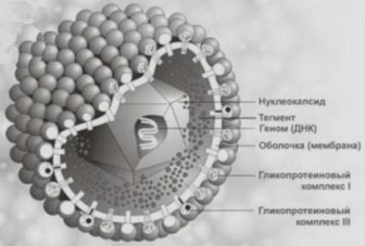 вирус герпеса