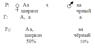 признак ширази