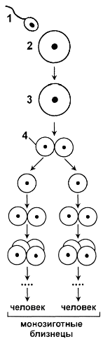 монозиготные (однояйцевые) близнецы