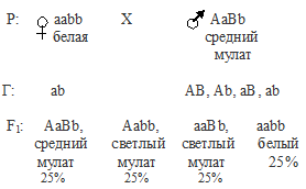 полимерное действие генов