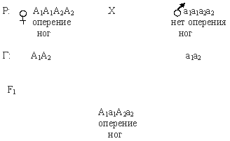 полимерные гены кур