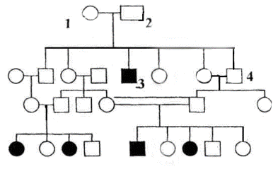 родословная по аутосомно-рецессивному типу наследования признака
