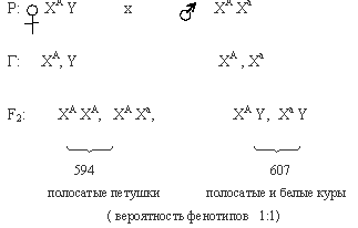 гетерогаметность