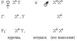 гетерогаметный пол у кур