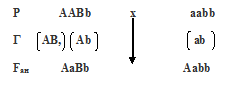 дигибридное скрещивание