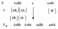 дигибридное скрещивание