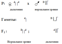 Наследование признаков сцепленных с полом (при рецессивности гомогаметного пола)