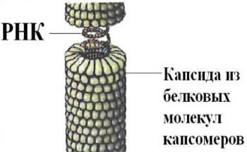 вирус табачной мозаики