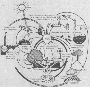 Круговорот углерода в биосфере