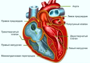 Строение сердца