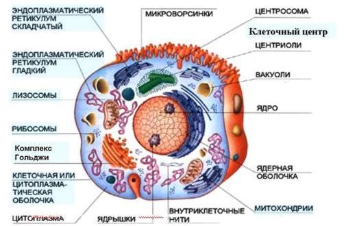 Строение клетки