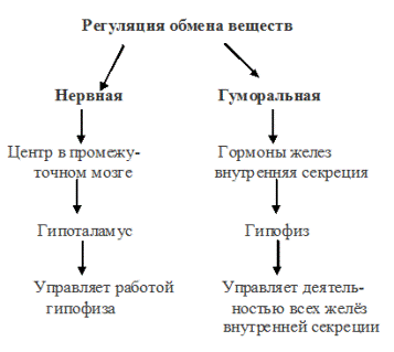 обмен веществ