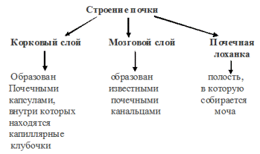 строение почки