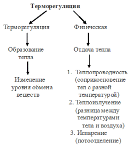 терморегуляция