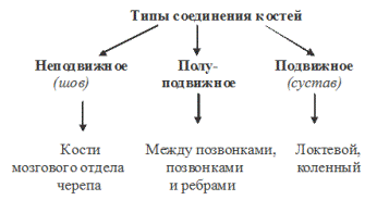 типы соединения костей