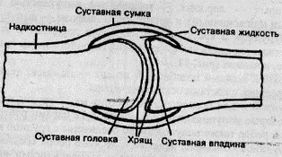 сустав