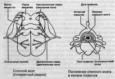 Строение спинного мозга