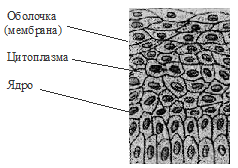 клеточное строение