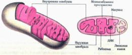 митохондрия