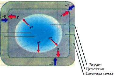 осмотическая система клетки