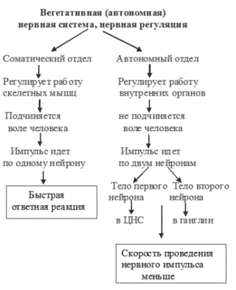 нервная система