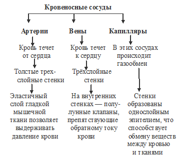 кровеносная система