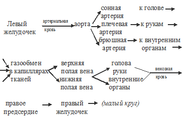 большой круг кровообращения