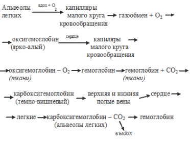 взаимосвязь дыхания и кровообращения