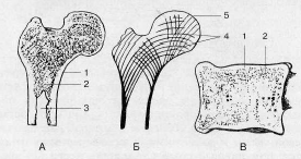 строение костной ткани