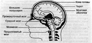 головной мозг