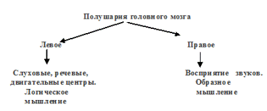 Полушария мозга