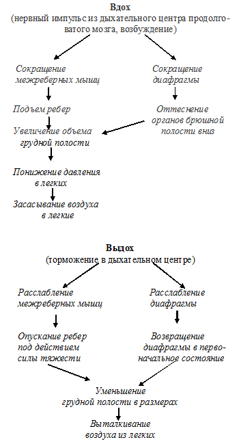 вдох, выдох