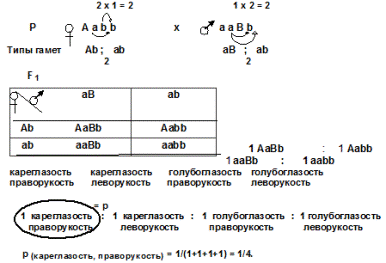 праворукость, кареглазость