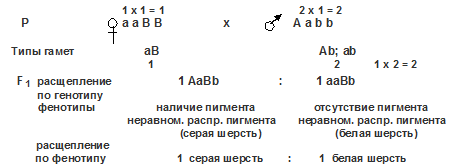 дигибридное скрещивание