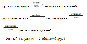 ьалый круг кровообращения