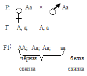 наследование окраса шерсти морской свинки