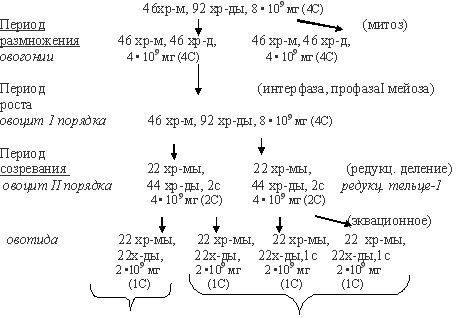 количество хромосом, хроматид и днк в яйцеклетке самки