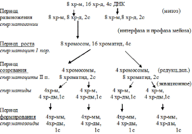 сперматогенез