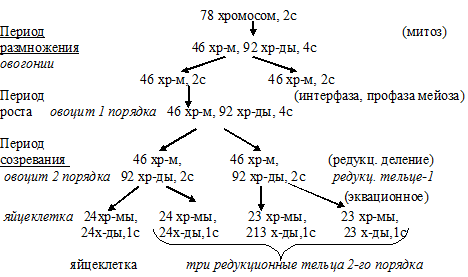 овоцит