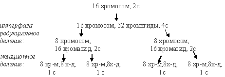 эквационное деление