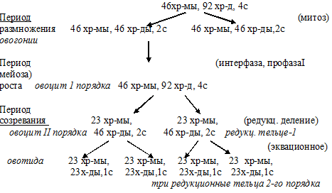 овогенез