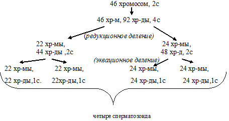 сперматогенез