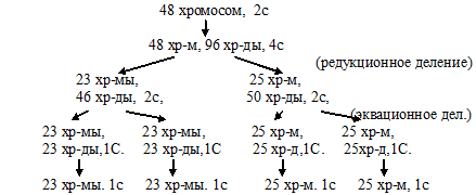 редукционное деление